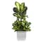 4ft. Golden Dumb Cane Plant in White Metal Planter